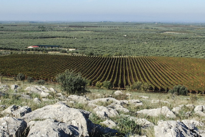 i vigneti della Cantina Rivera