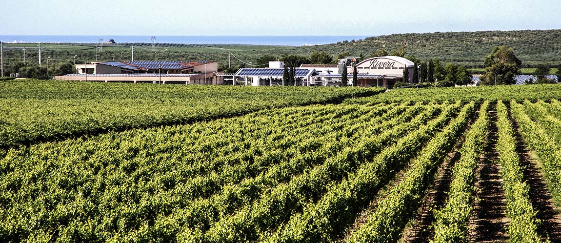 Cantina Rivera. La sua storia risale agli anni '40 quando Sebastiano de Corato decise di fondare nell'omonima tenuta di famiglia "l'Azienda Vinicola Rivera"