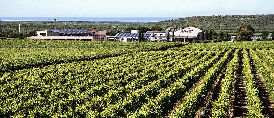 Cantina Rivera. La sua storia risale agli anni '40 quando Sebastiano de Corato decise di fondare nell'omonima tenuta di famiglia "l'Azienda Vinicola Rivera"