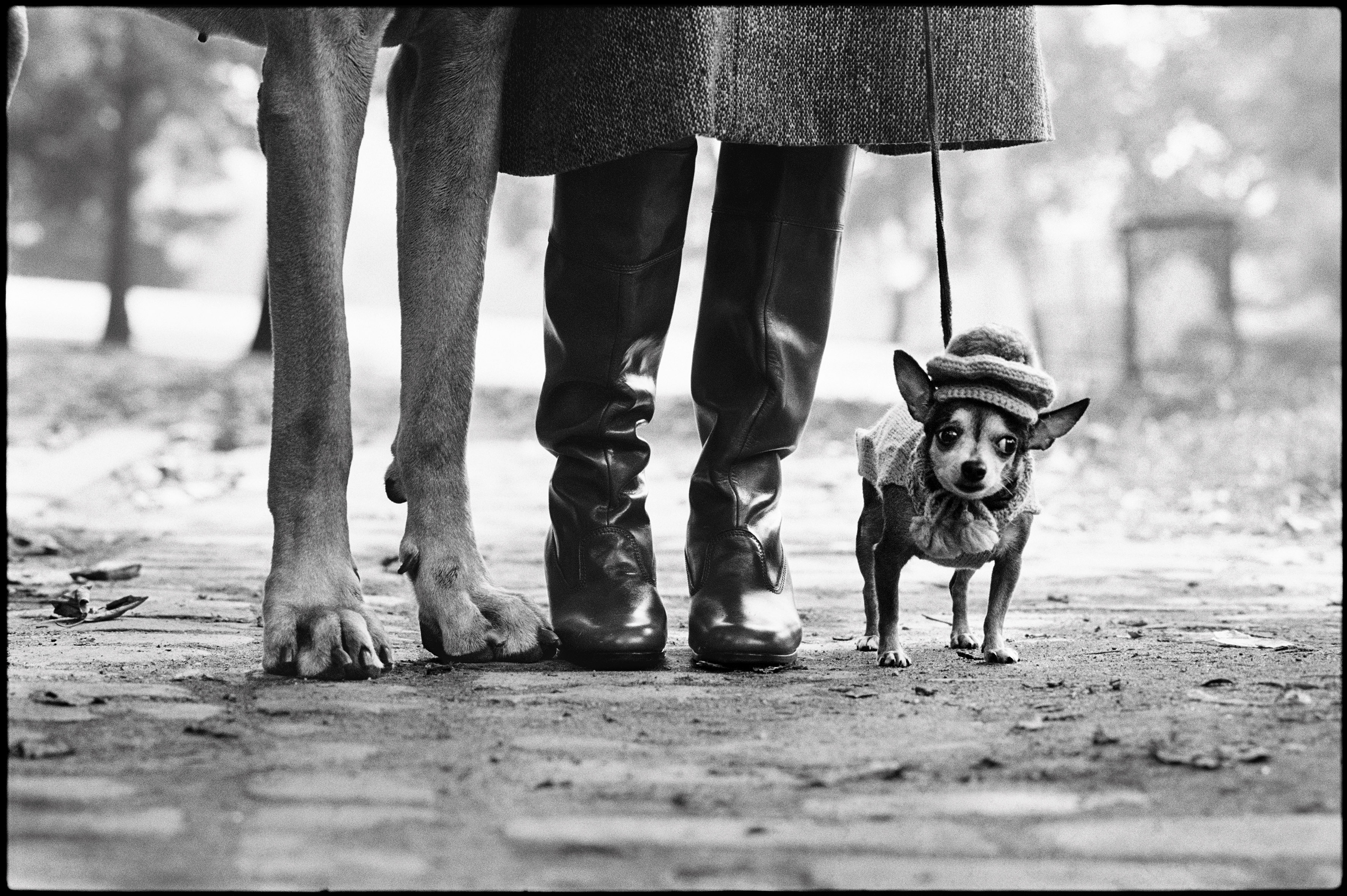 uno scatto di Elliott Erwitt