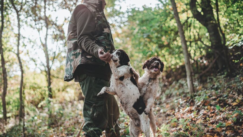 tartufo-cane-ricerca