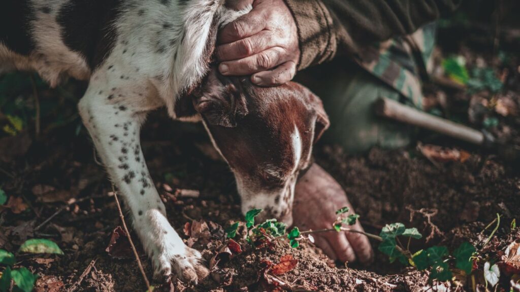 tartufo-trovare-cane