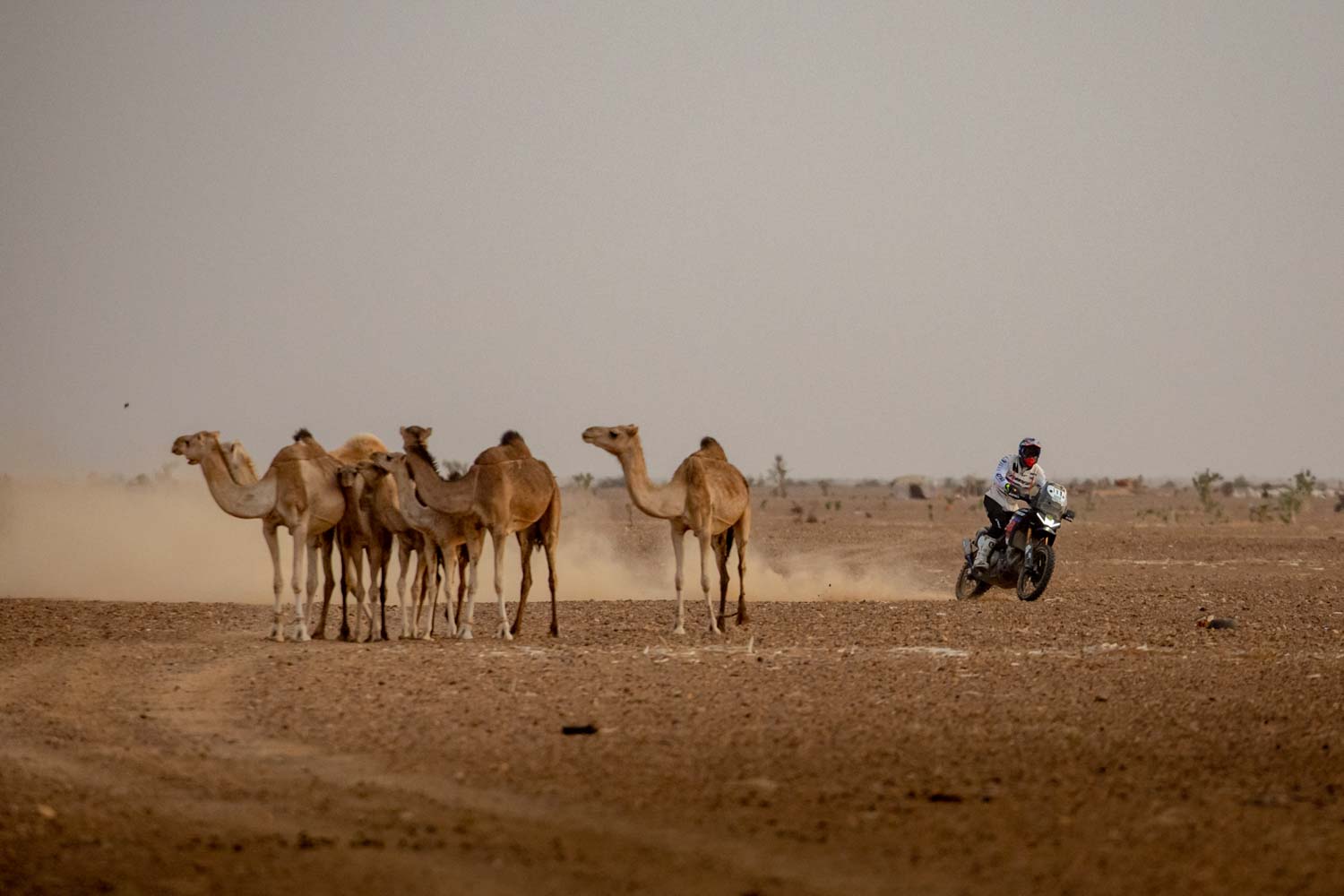Africa Eco Race vittoria dell'Aprilia Tuareg di Jacopo Cerutti